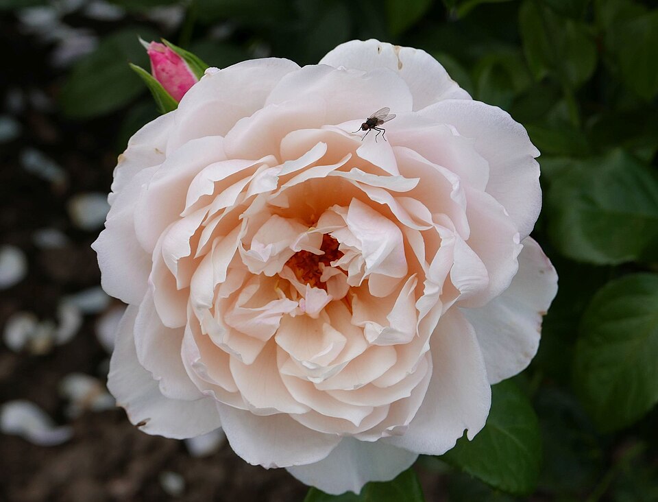 Rosa 'The Generous Gardener' (The Generous Gardener Rose) (alternate view 3)