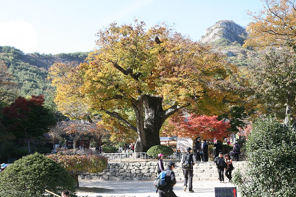 Zelkova serrata (sawleaf zelkova) (alternate view 10)