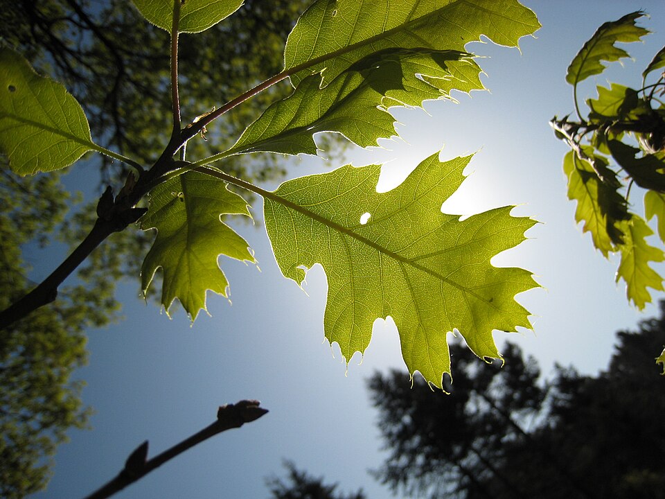 Quercus kelloggii (Black Oak) (alternate view 8)
