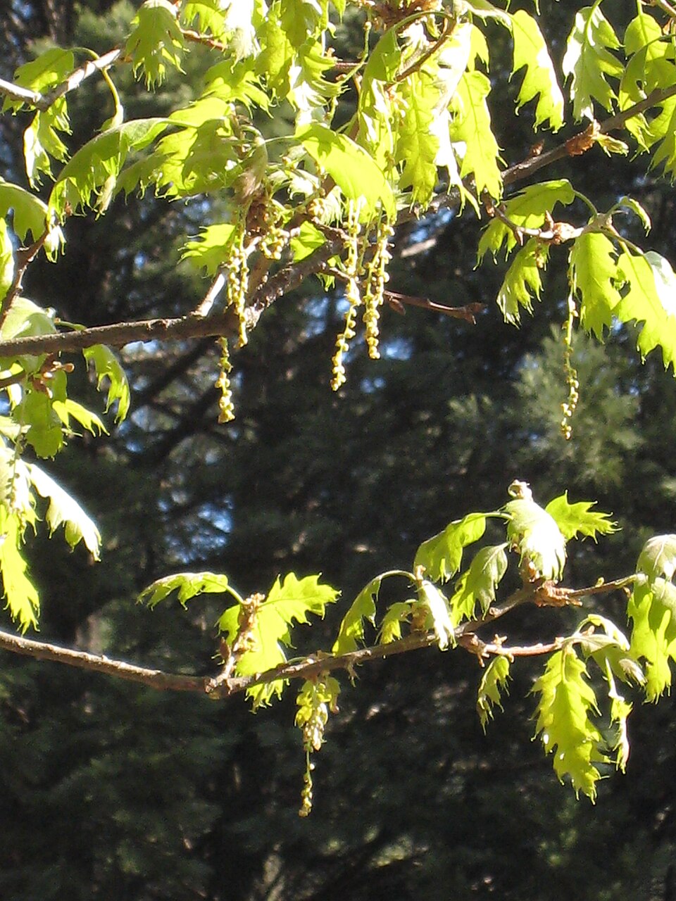Quercus kelloggii (Black Oak) (alternate view 9)