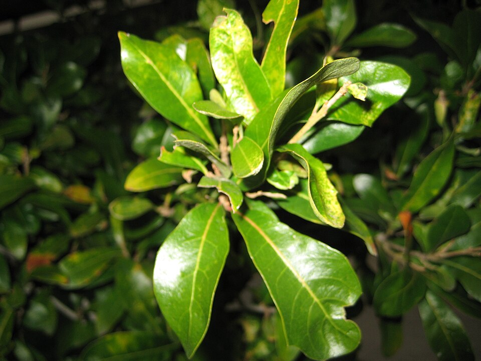 Quercus virginiana (Southern Live Oak)