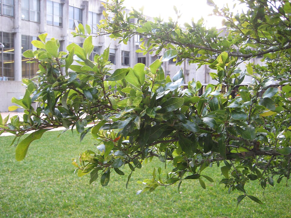 Quercus virginiana (Southern Live Oak)