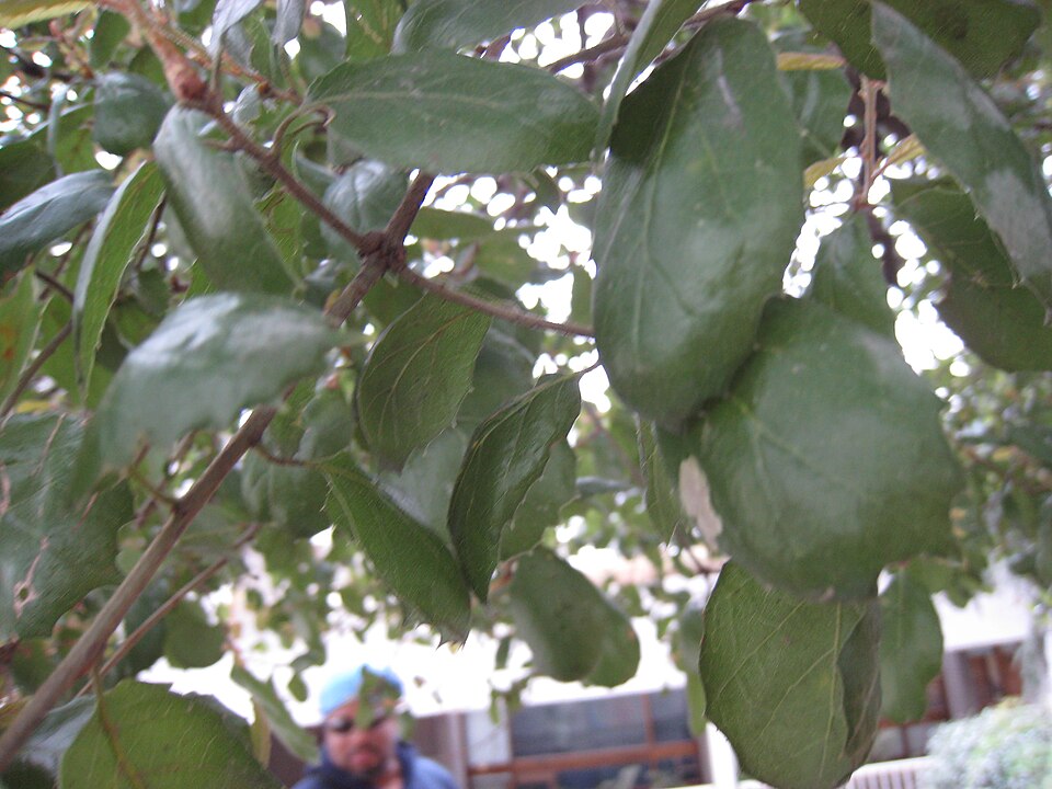 Quercus agrifolia (Coast Live Oak)