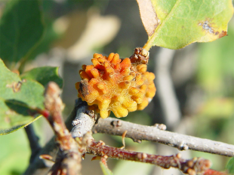 Quercus douglasii (blue oak) (alternate view 2)