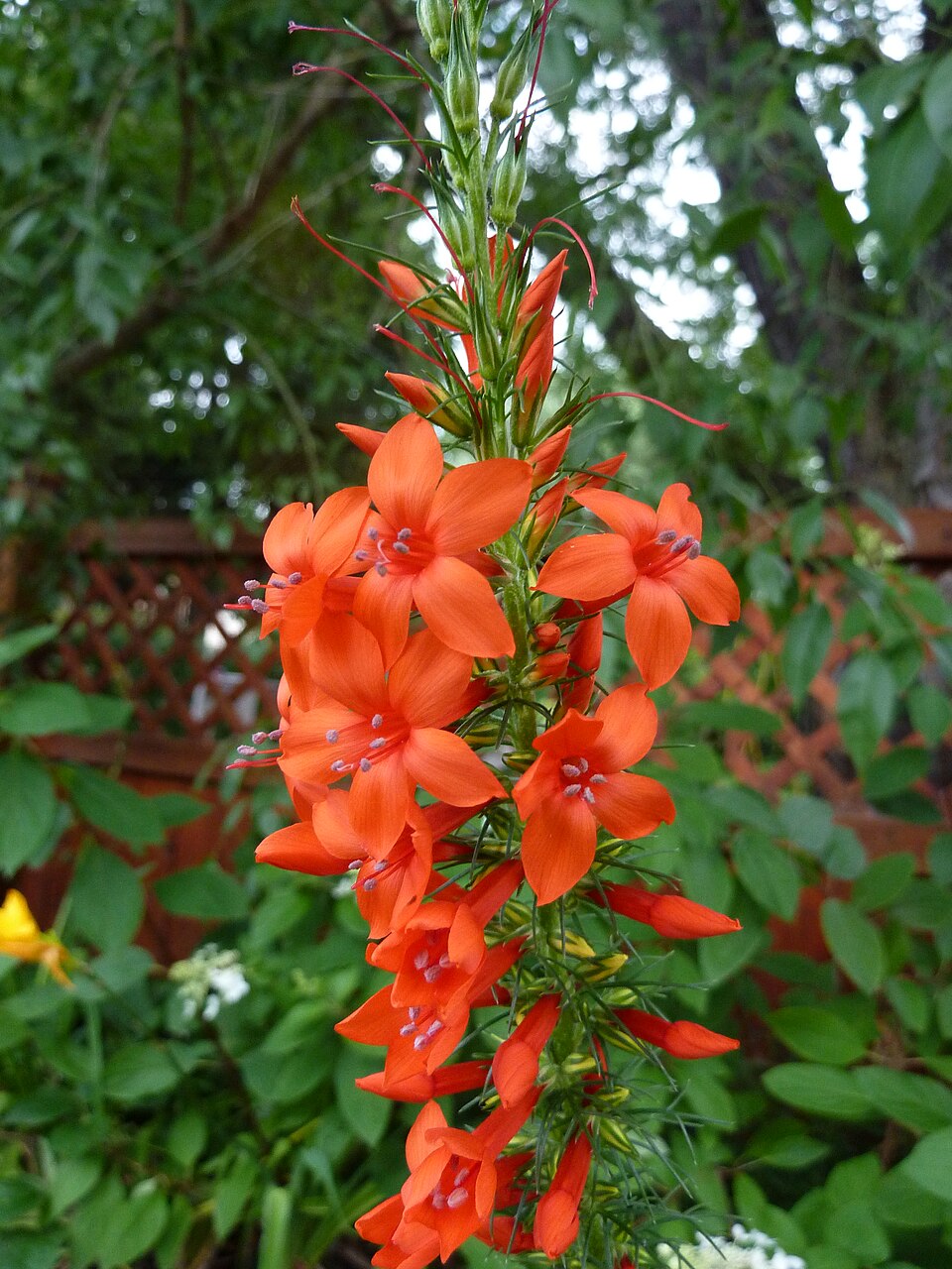 Ipomopsis rubra (standing cypress) (alternate view 9)