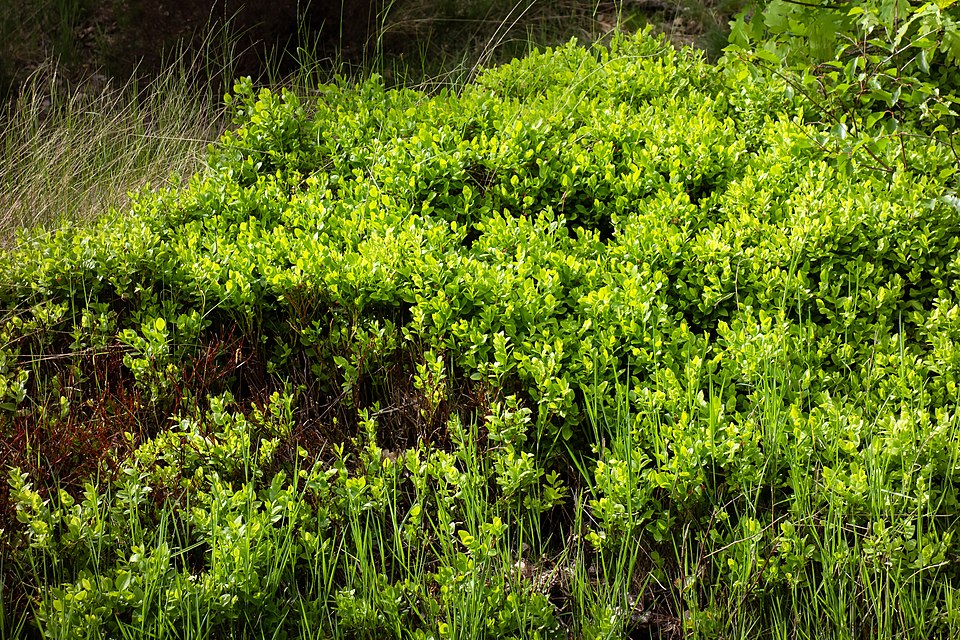 Vaccinium myrtillus (common bilberry)