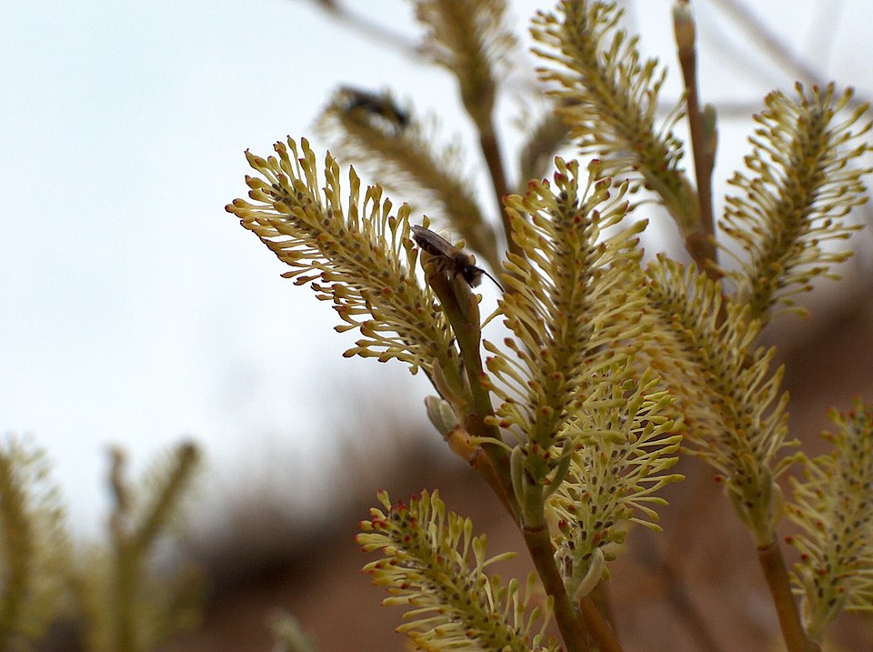 Salix lasiolepis (Arroyo Willow) (alternate view 3)