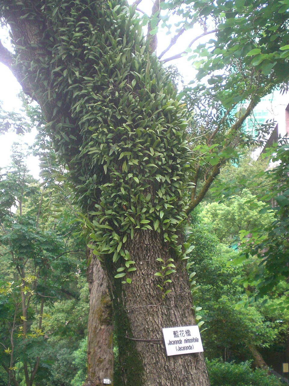 Jacaranda mimosifolia (Jacaranda) (alternate view 8)