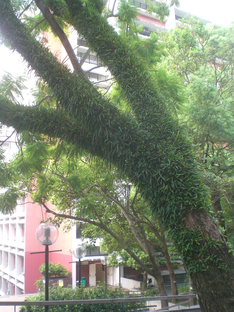 Jacaranda mimosifolia (Jacaranda) (alternate view 9)