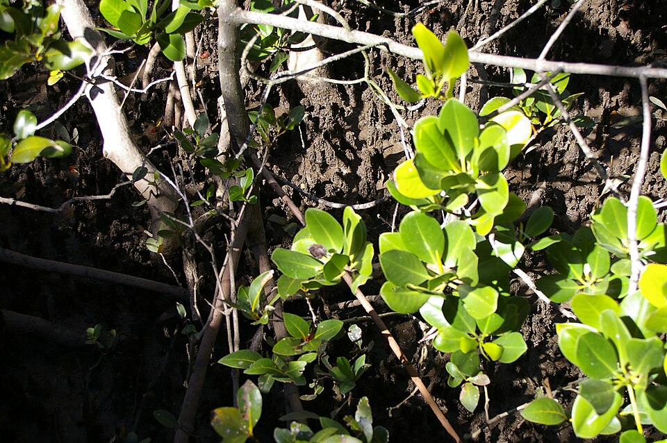 Rhizophora stylosa (spotted mangrove) (alternate view 8)