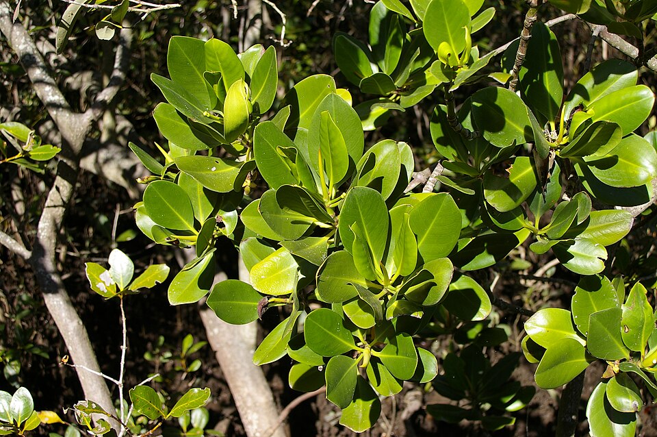 Rhizophora stylosa (spotted mangrove) (alternate view 9)