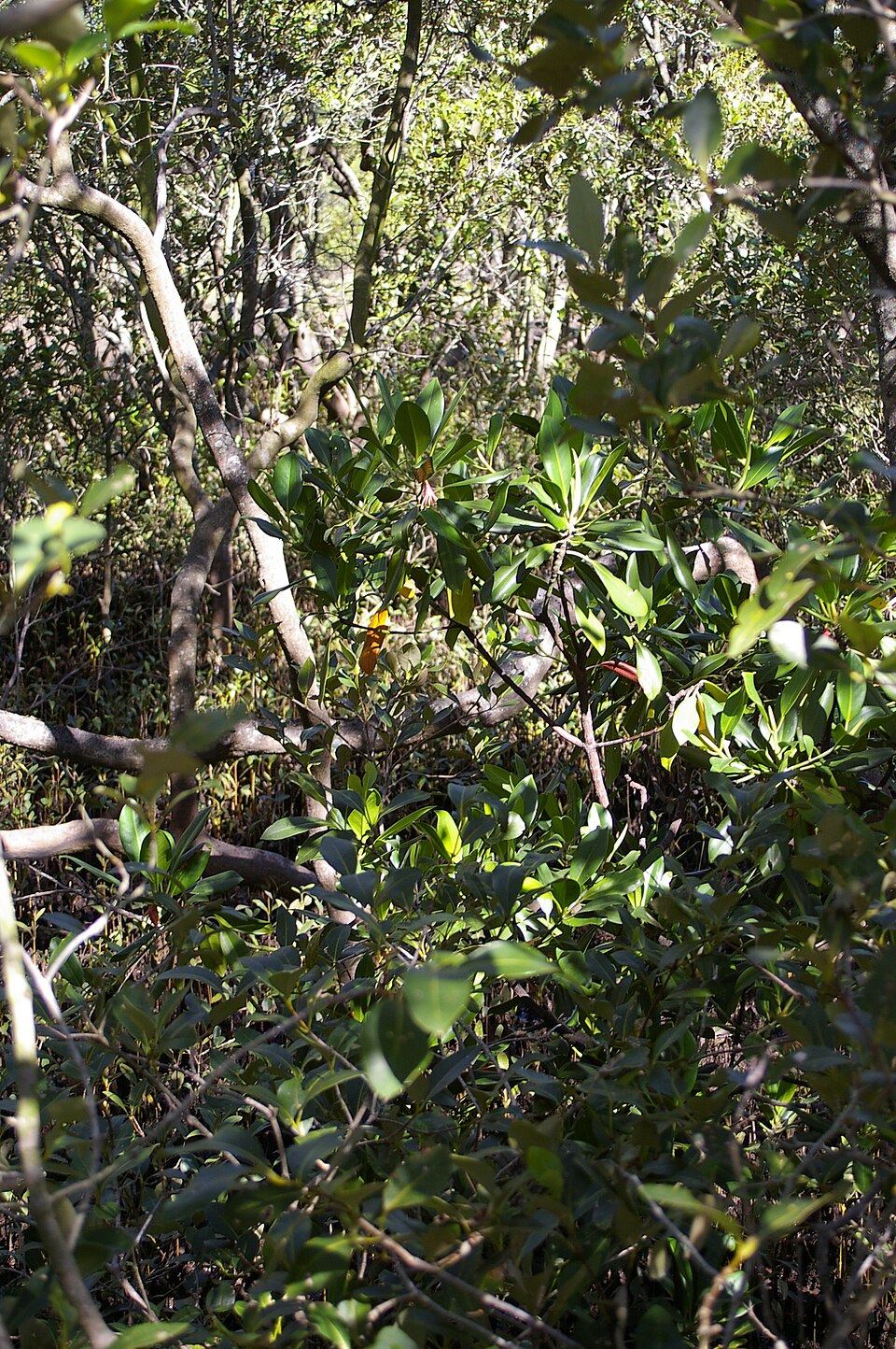 Rhizophora stylosa (spotted mangrove) (alternate view 10)