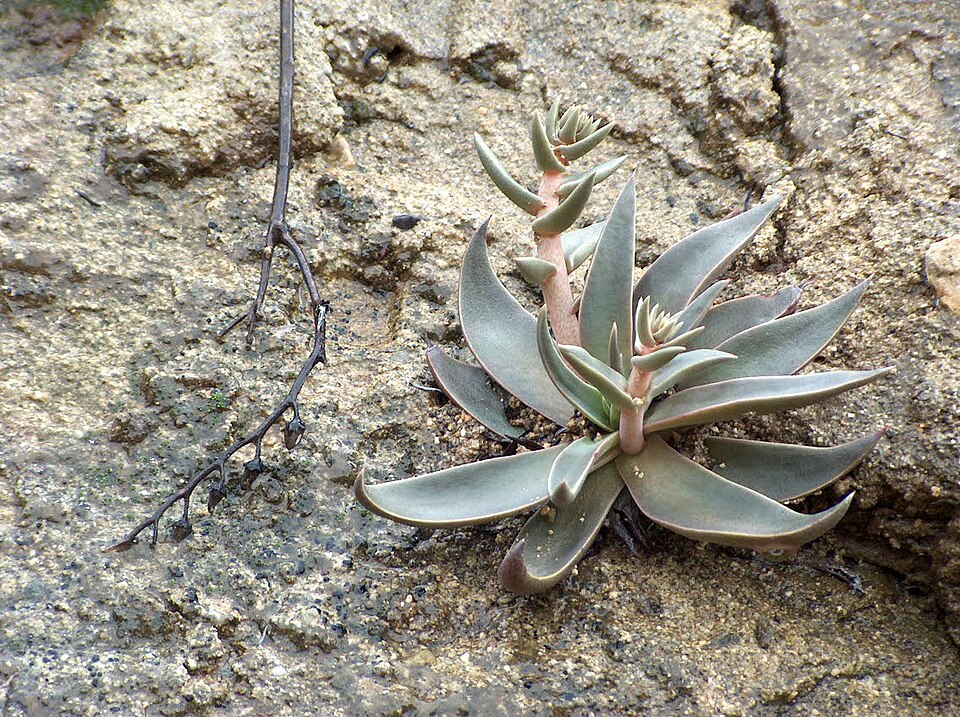 Dudleya lanceolata (lanceleaf liveforever) (alternate view 8)