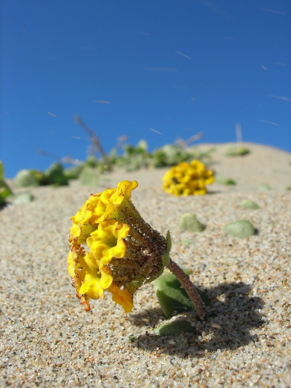 Abronia latifolia (Yellow Sand Verbena) (alternate view 2)