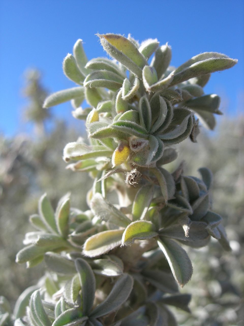 Lupinus arboreus (coastal bush lupine)