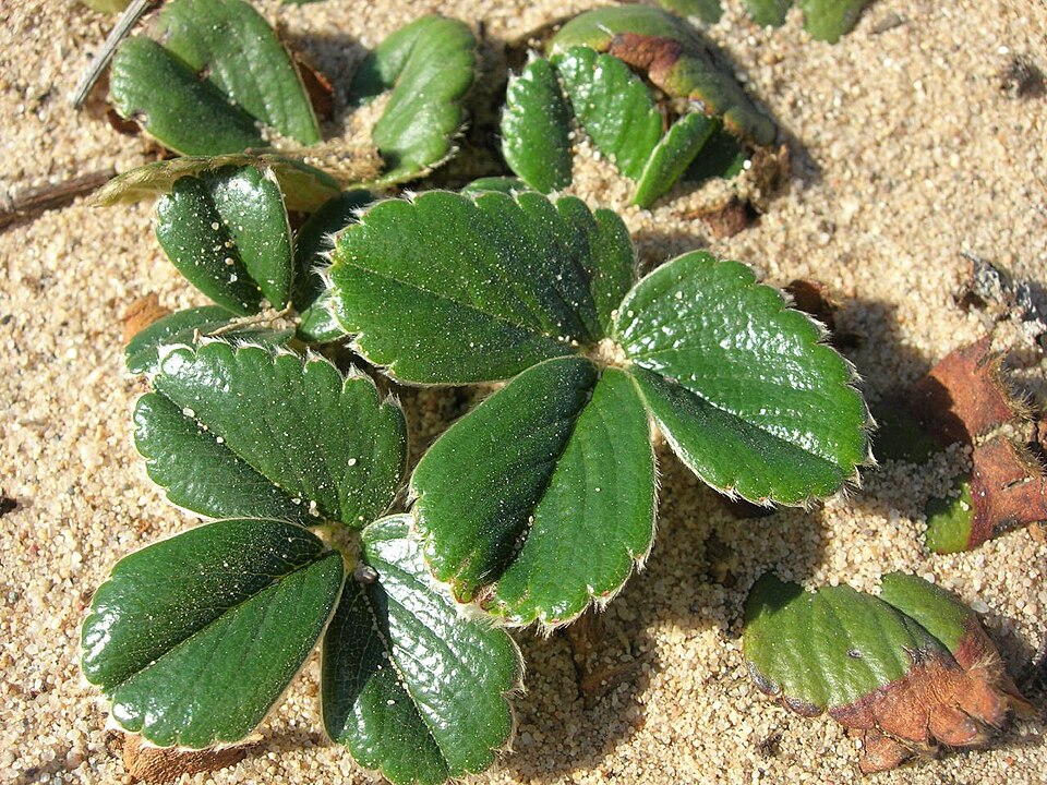 Fragaria chiloensis (Beach Strawberry) (alternate view 9)