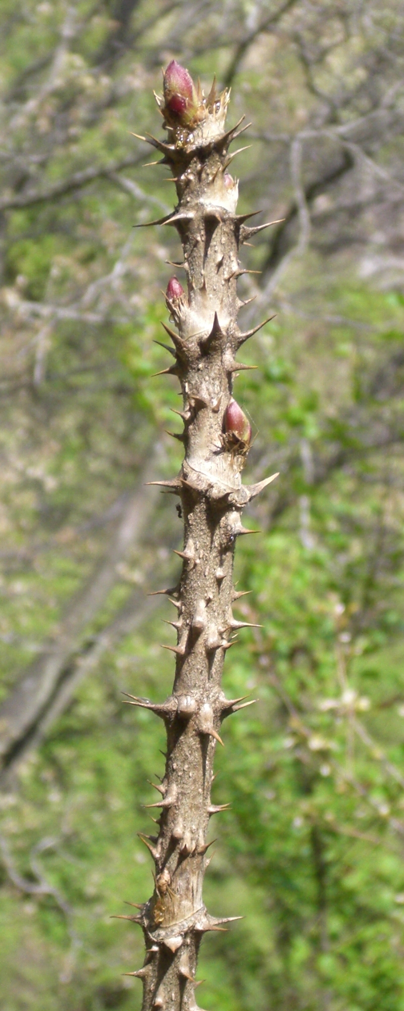 Aralia elata (Japanese angelica tree) (alternate view 6)