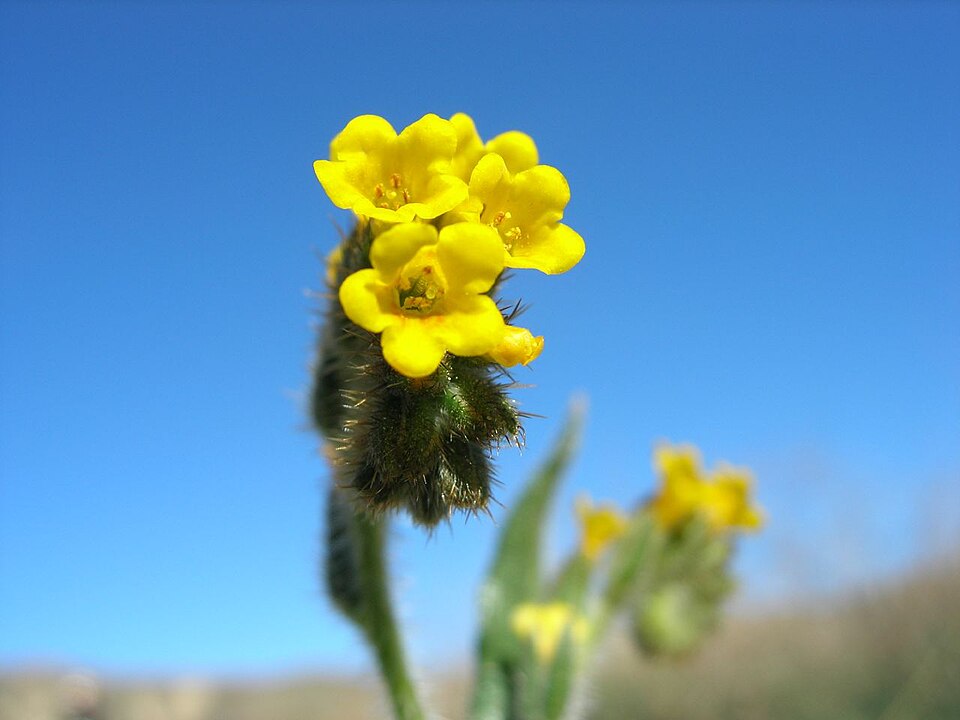 Amsinckia menziesii (Common Fiddleneck) (alternate view 2)