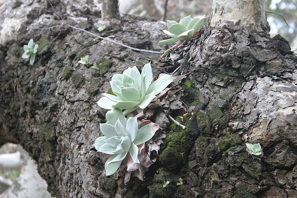 Dudleya pulverulenta (Chalk Dudleya) (alternate view 8)