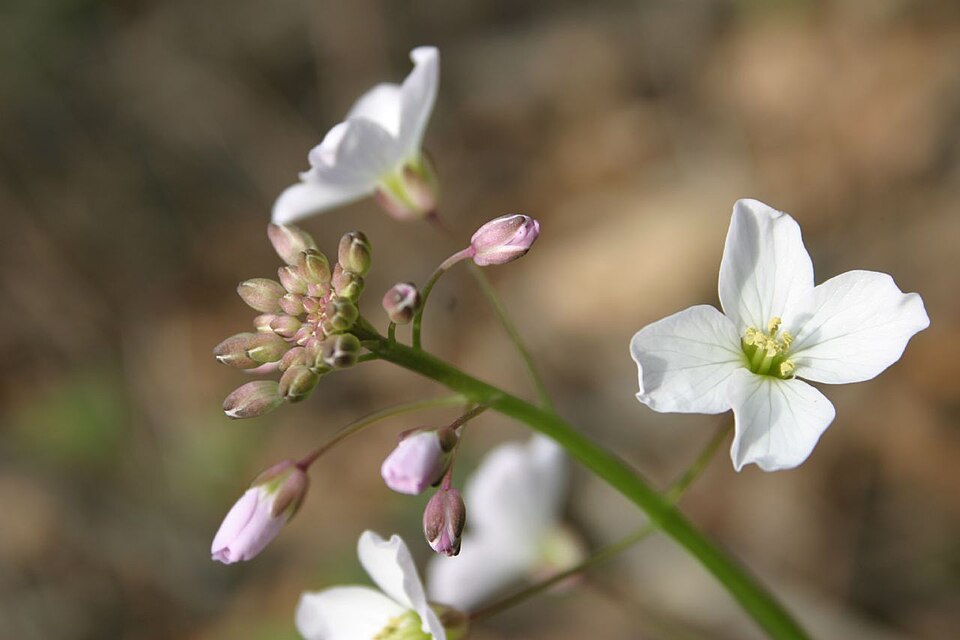 Cardamine californica (milkmaids) (alternate view 3)