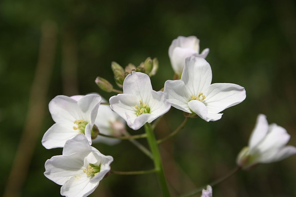 Cardamine californica (milkmaids) (alternate view 4)