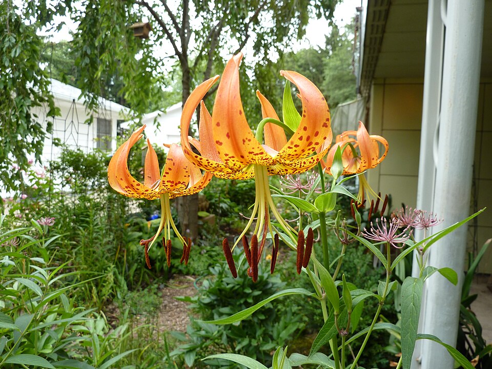 Lilium superbum (Turk's-cap lily) (alternate view 7)