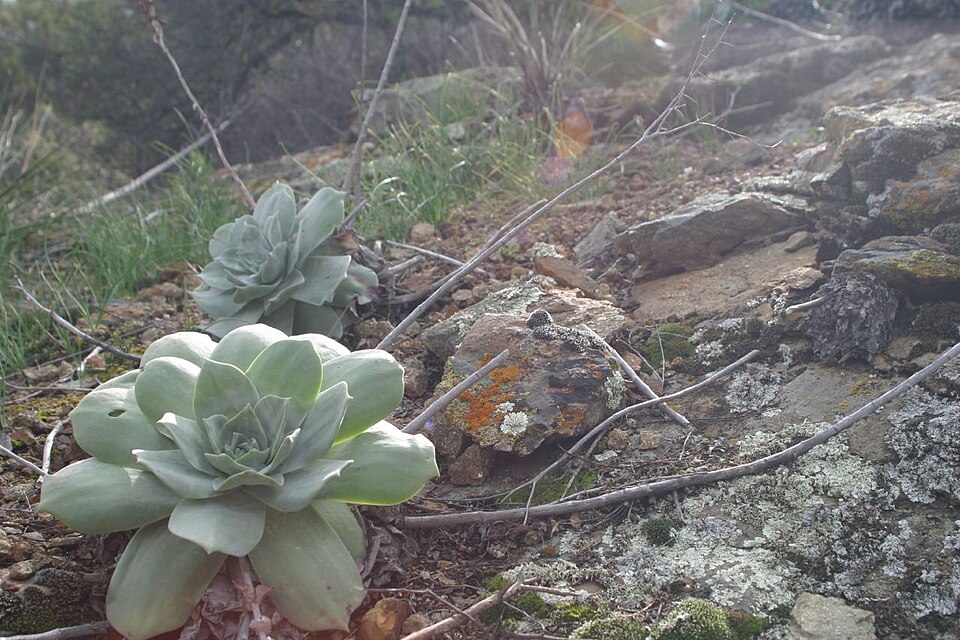 Dudleya pulverulenta (Chalk Dudleya) (alternate view 9)