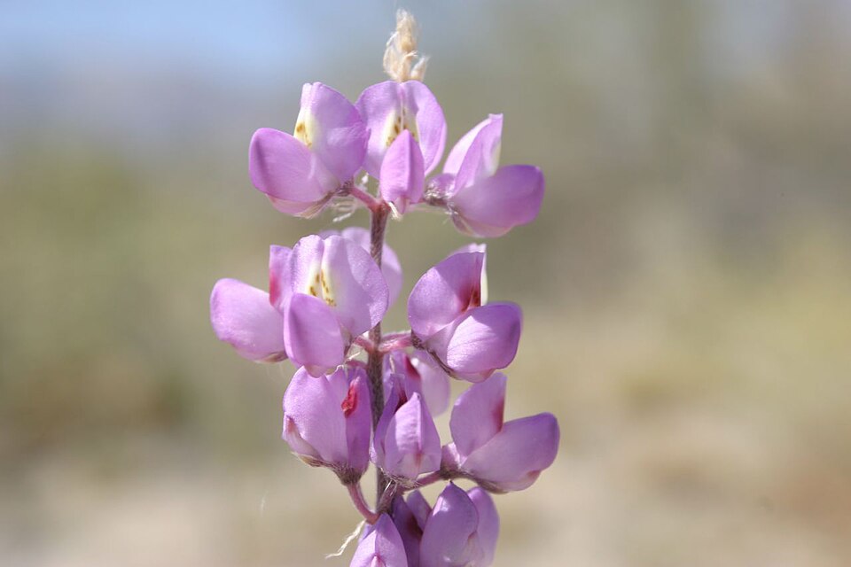 Lupinus arizonicus (Arizona lupine) (alternate view 9)