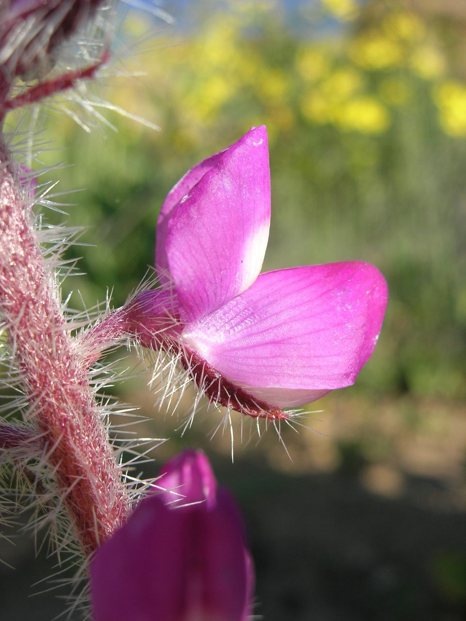 Lupinus hirsutissimus (Stinging Lupine) (alternate view 8)