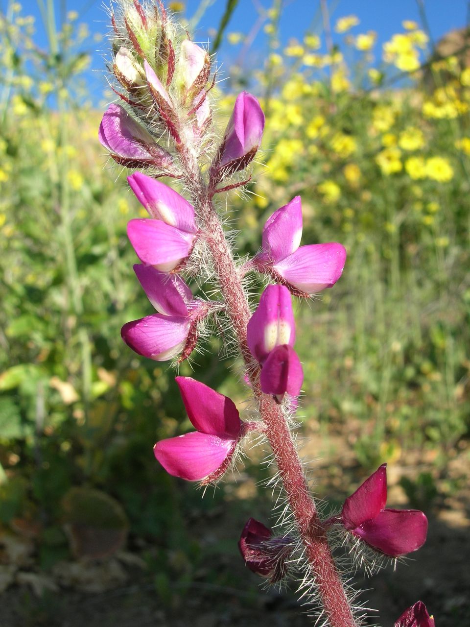 Lupinus hirsutissimus (Stinging Lupine) (alternate view 9)