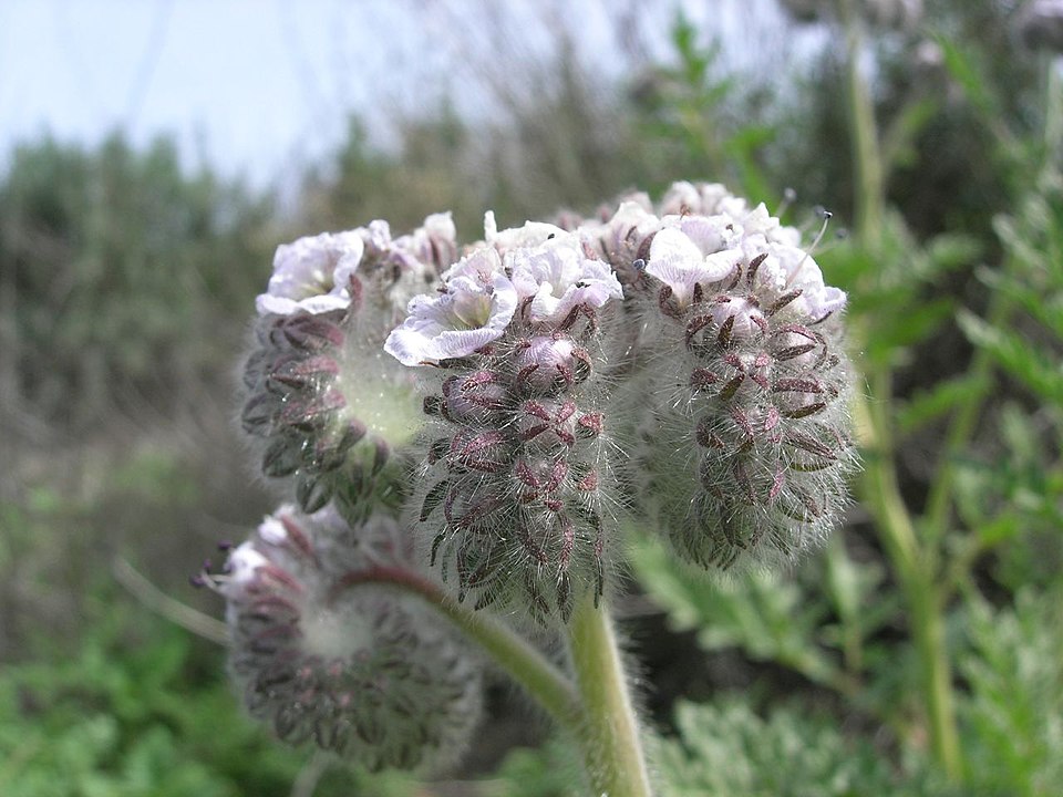 Phacelia cicutaria (caterpillar scorpionweed) (alternate view 3)