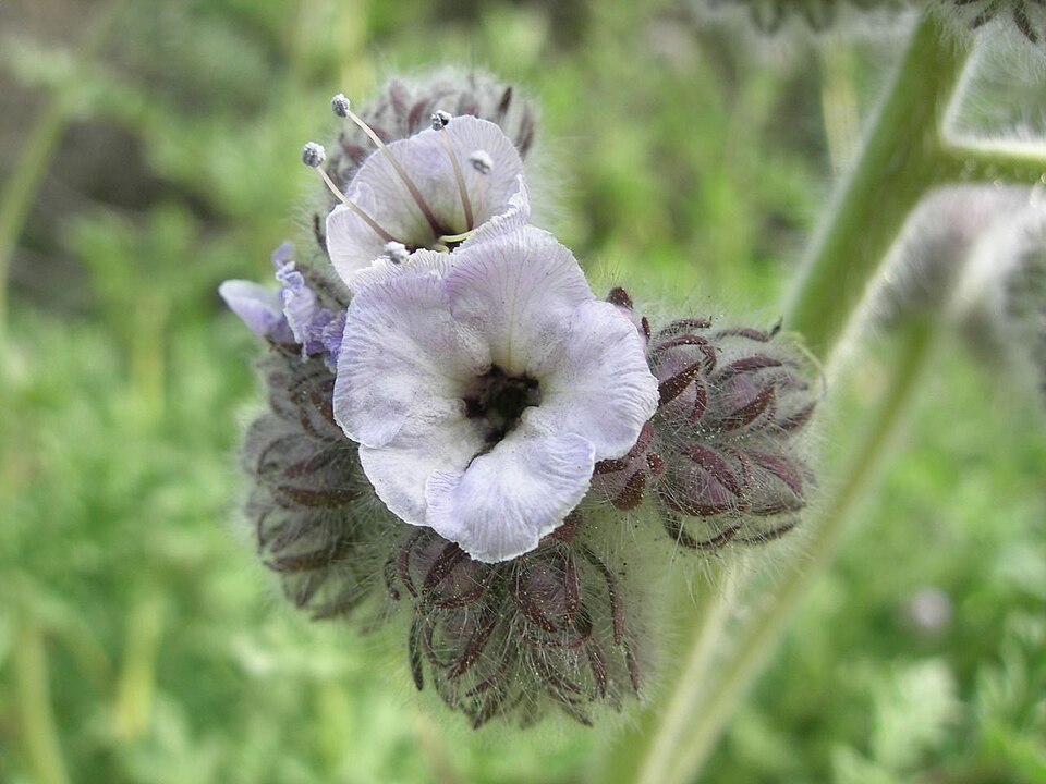 Phacelia cicutaria (caterpillar scorpionweed) (alternate view 4)