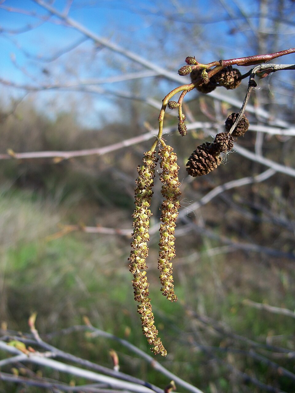 Alnus rhombifolia (white alder) (alternate view 3)