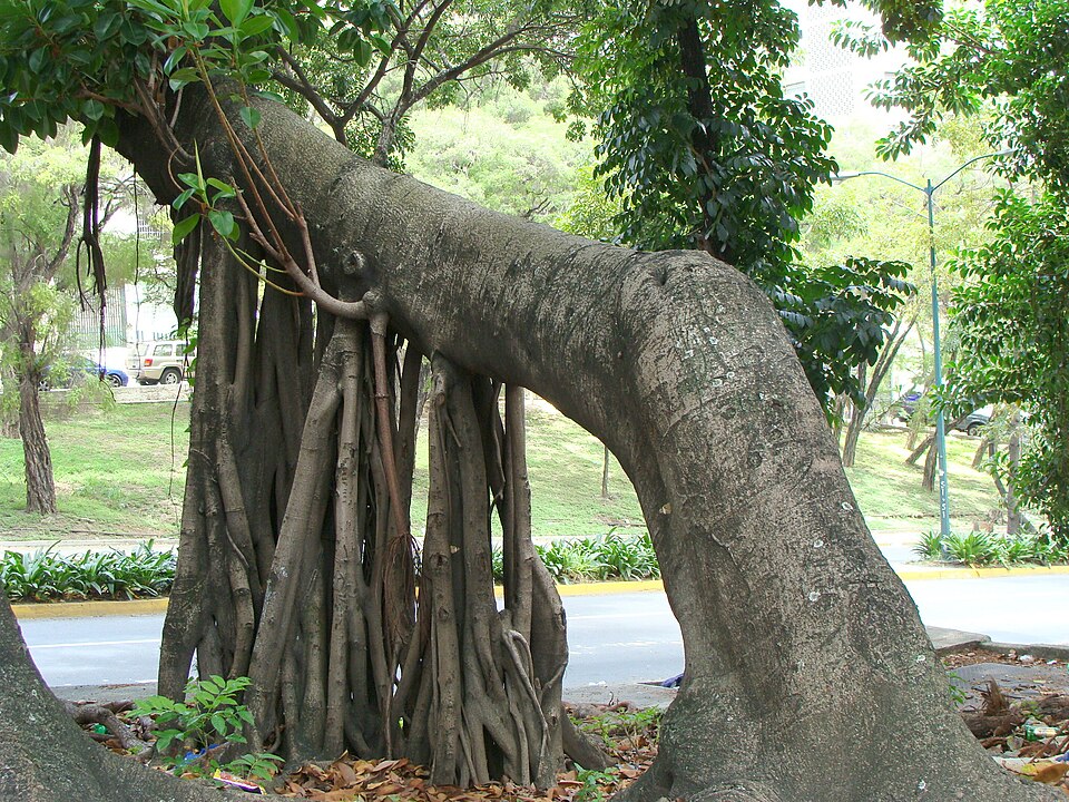 Ficus benghalensis (Ficus Audrey)