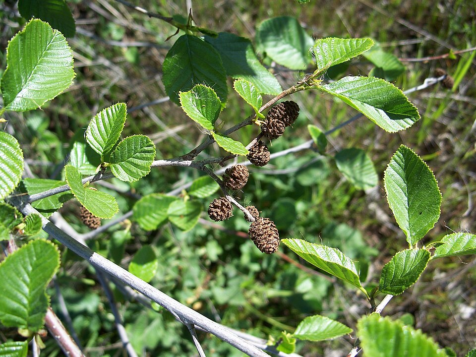 Alnus rhombifolia (white alder) (alternate view 4)