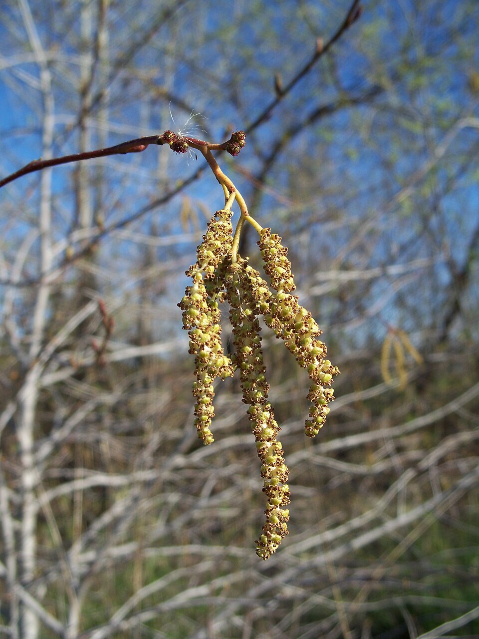 Alnus rhombifolia (white alder) (alternate view 5)
