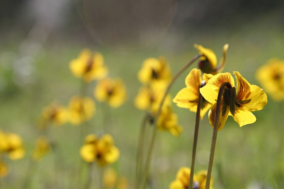 Viola pedunculata (California Golden Violet) (alternate view 5)