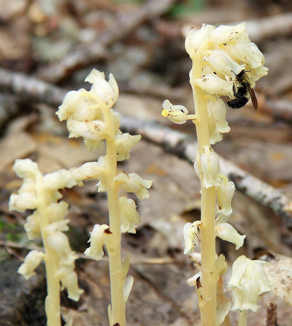 Monotropa hypopitys (pinesap)