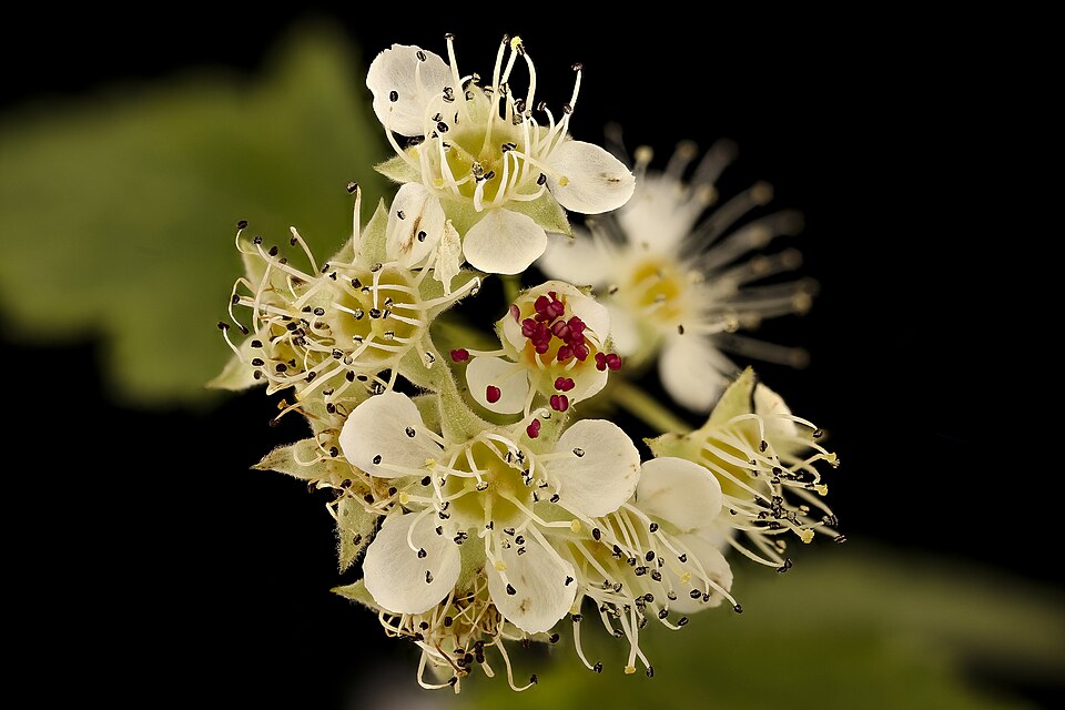 Physocarpus (ninebarks)