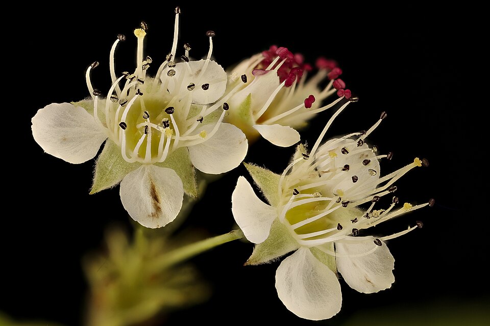 Physocarpus (ninebarks) (alternate view 2)