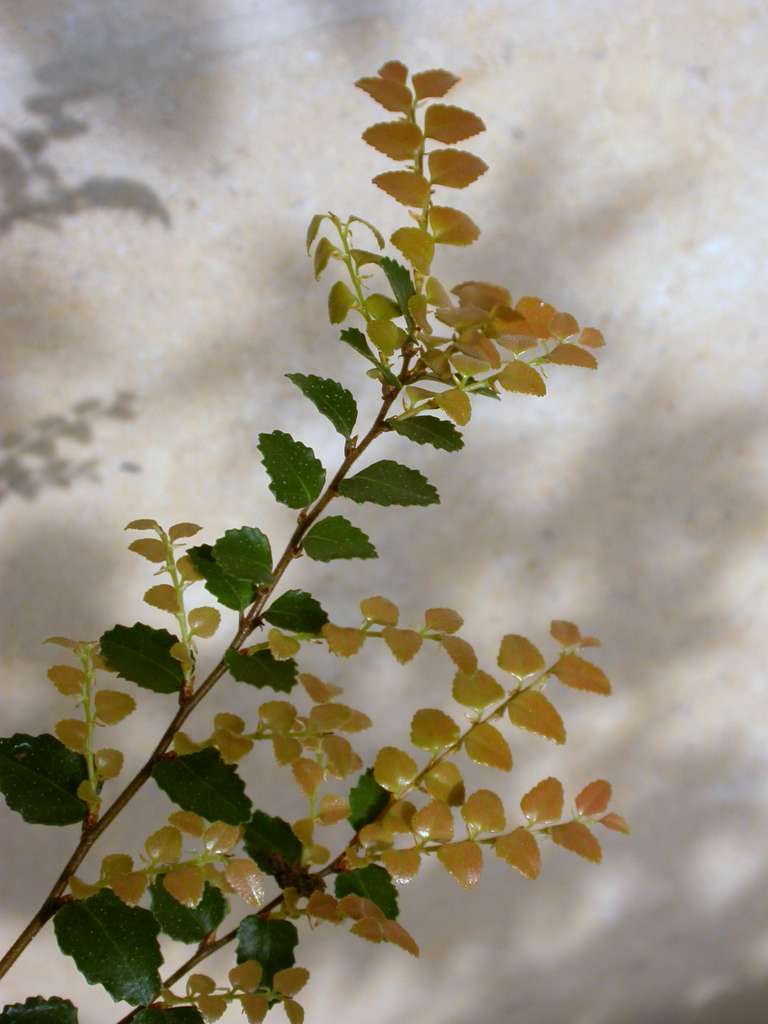 Nothofagus cunninghamii (Myrtle Beech) (alternate view 6)