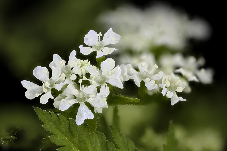 Osmorhiza (sweet cicely) (alternate view 2)