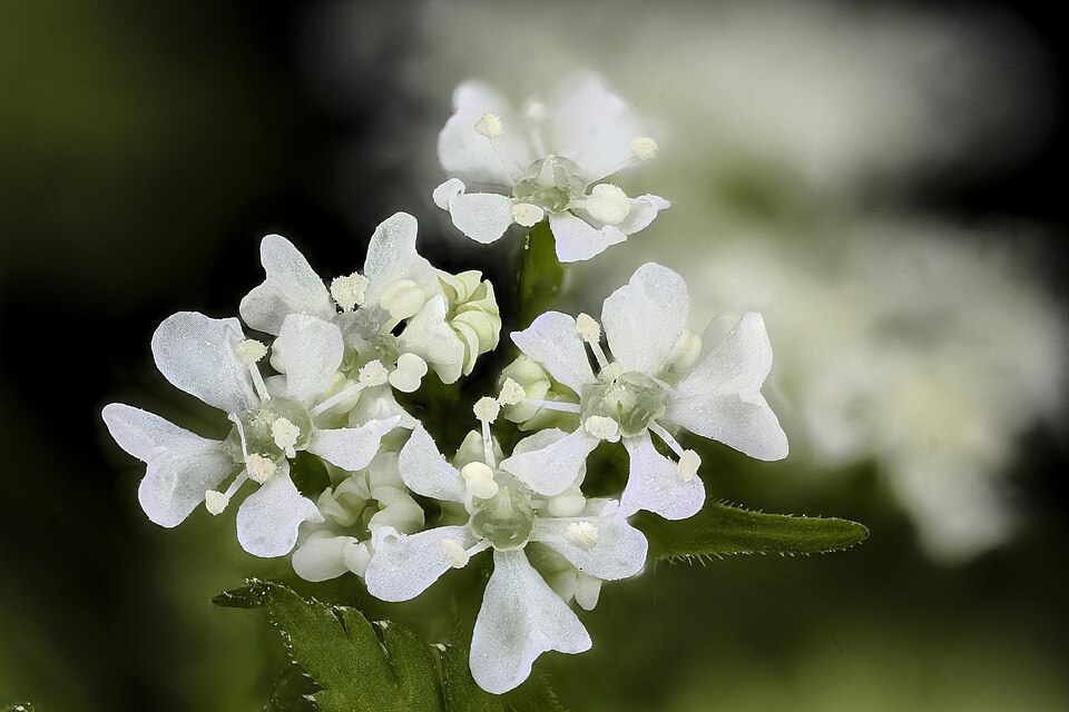 Osmorhiza (sweet cicely) (alternate view 3)