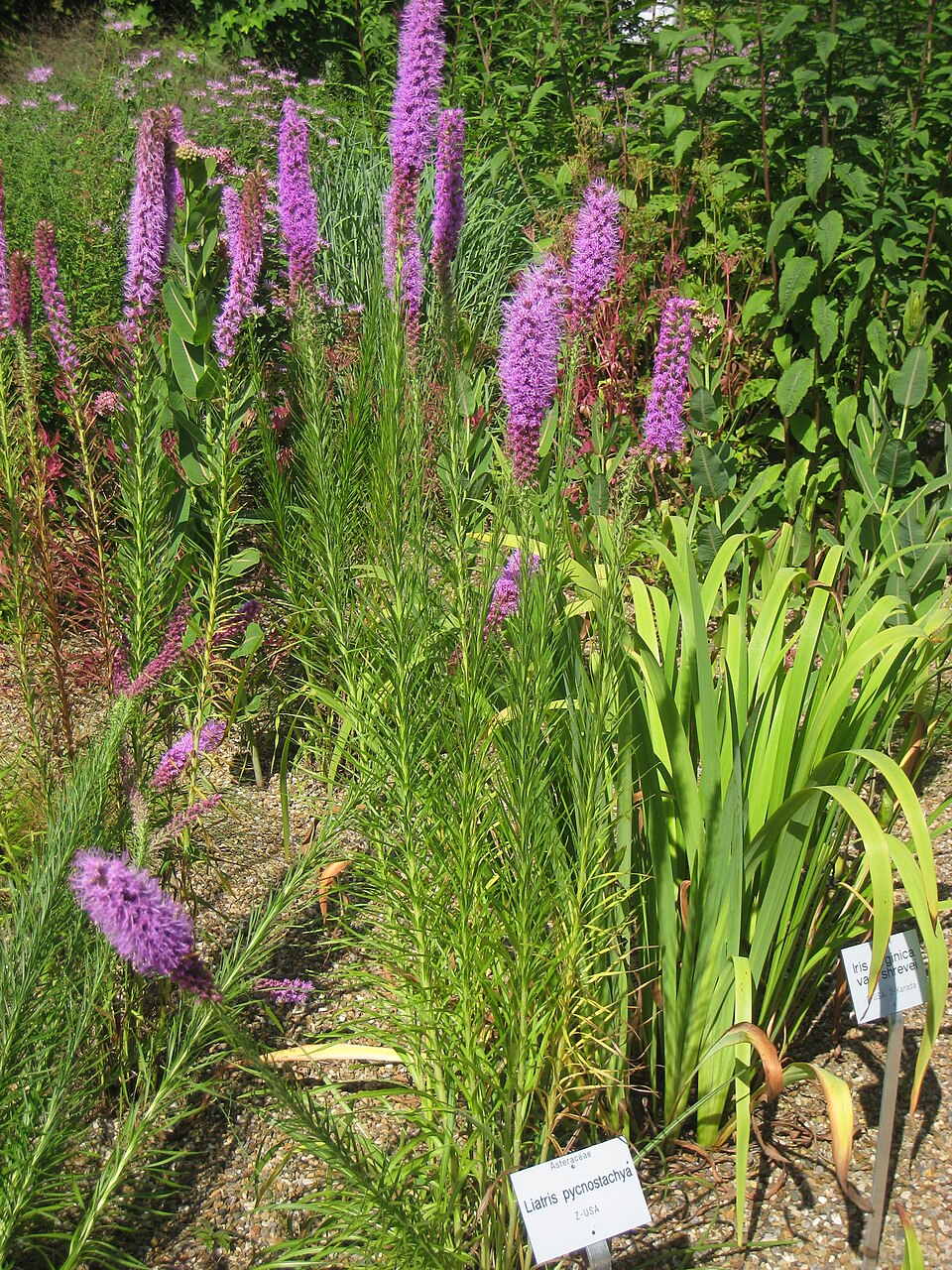 Liatris pycnostachya (prairie blazing star)