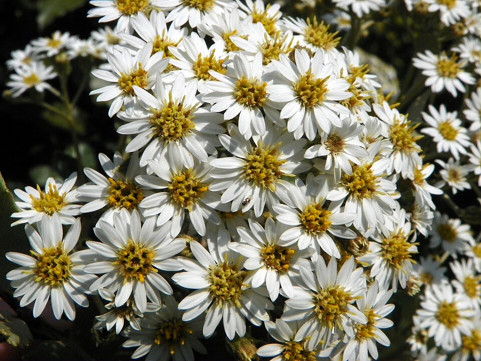 Olearia macrodonta (alternate view 7)