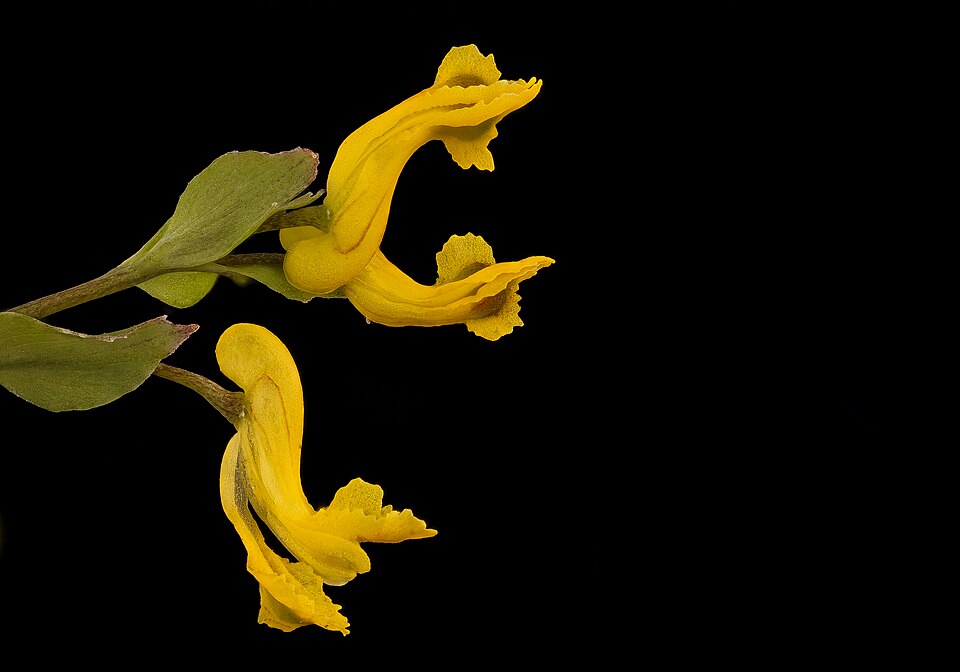 Corydalis flavula (Yellow Corydalis) (alternate view 10)
