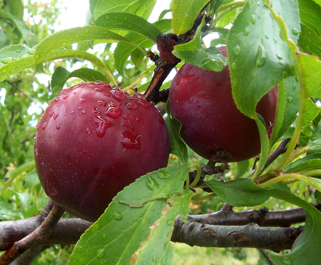 Prunus salicina, Chinese plum — spreading deciduous (Rosaceae) (image 1 of 10)
