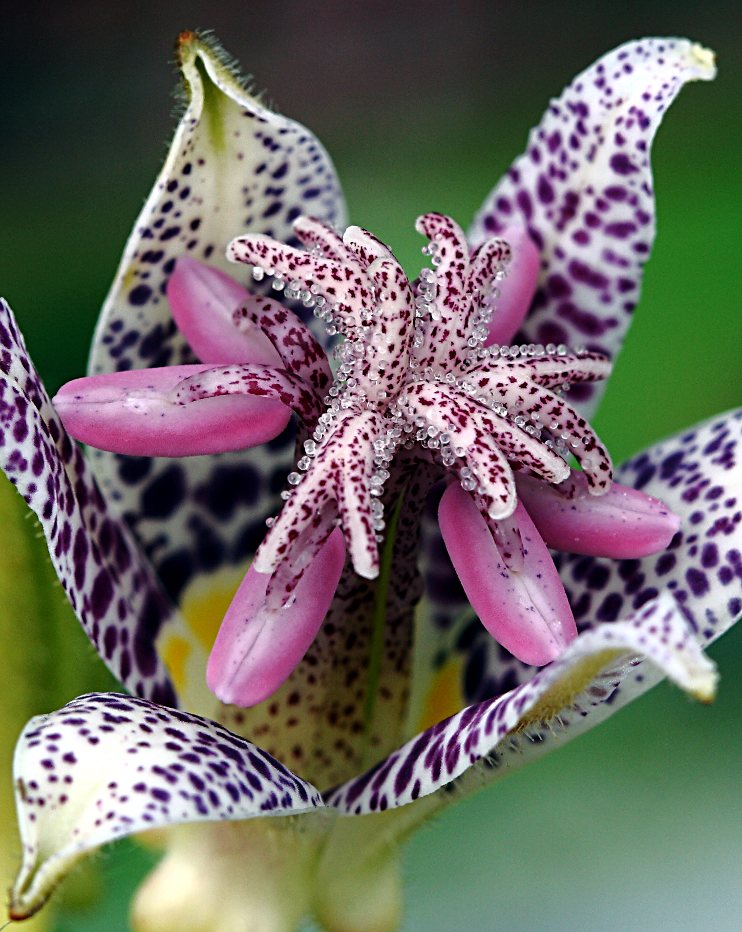 Tricyrtis hirta, Toad lily — clumping deciduous (Colchicaceae) (image 2 of 3)