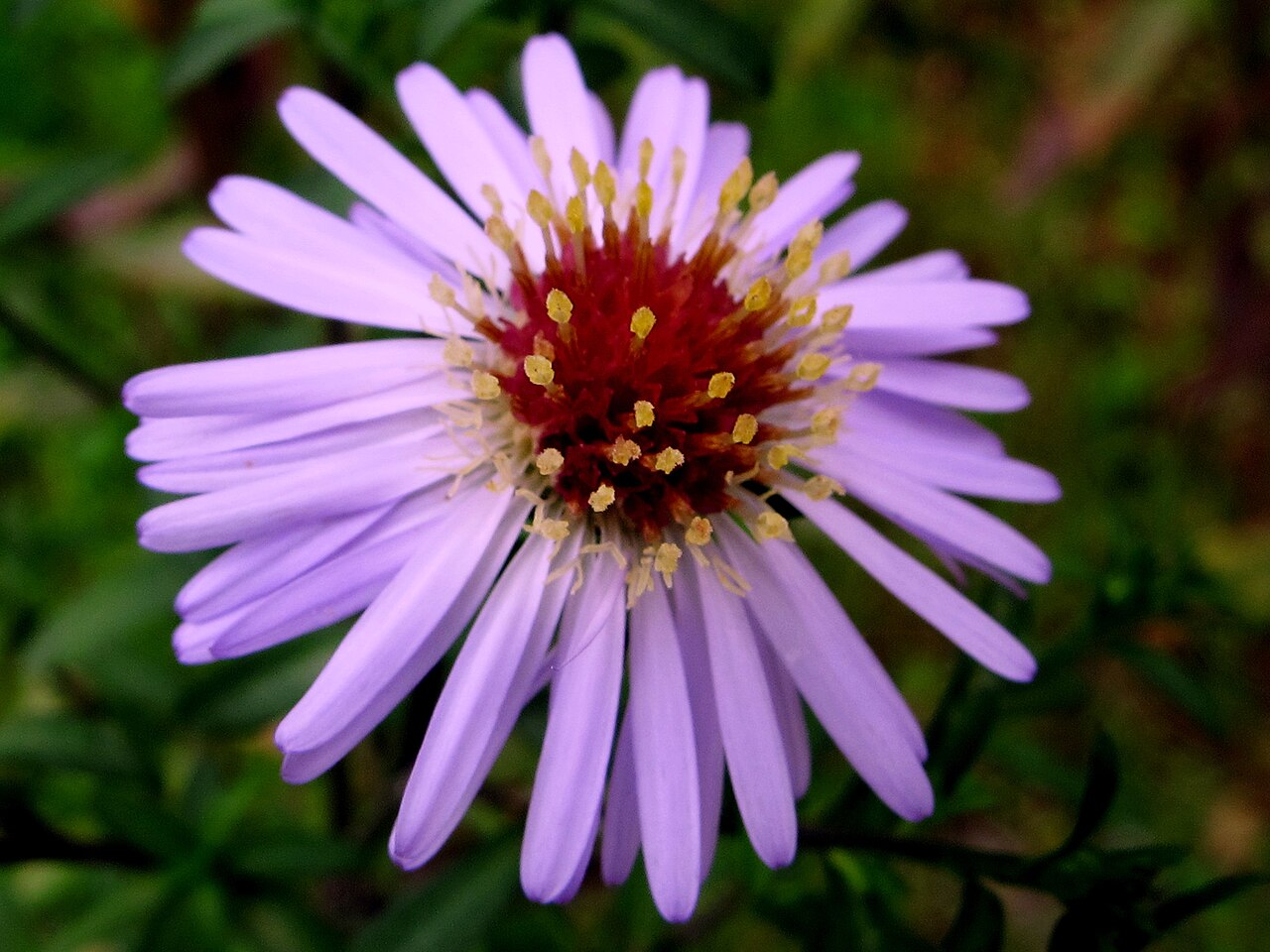 Aster tataricus, Tatarian aster — spreading deciduous (Asteraceae) (image 9 of 10)