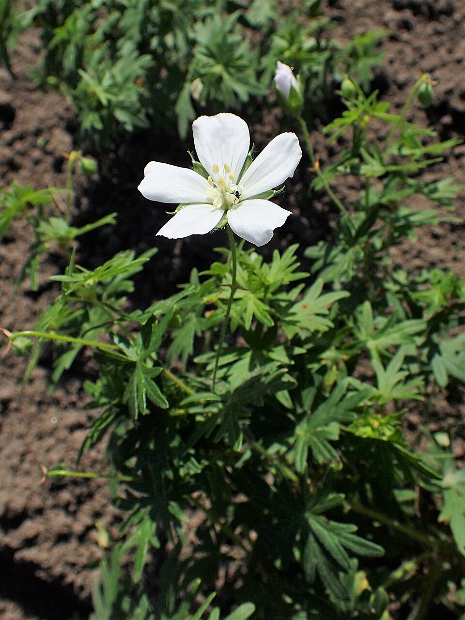 Geranium sanguineum 'Album' (alternate view 2)